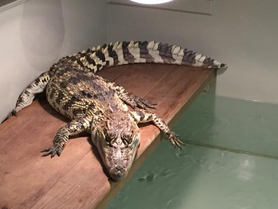 Krokodýlí Zoo